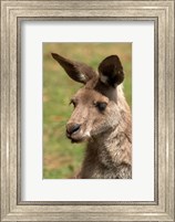 Framed Grey Kangaroo, Australia