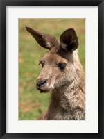 Framed Grey Kangaroo, Australia