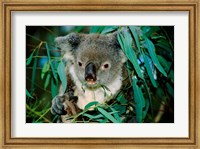 Framed Koala Eating, Rockhampton, Queensland, Australia