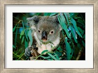 Framed Koala Eating, Rockhampton, Queensland, Australia