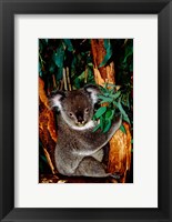 Framed Koala on Eucalyptus, Featherdale Wildlife Park, Sydney, Australia