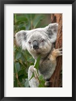 Framed Koala, Australia