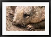 Framed Southern Hairy Nosed Wombat, Australia