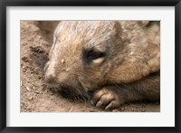 Framed Southern Hairy Nosed Wombat, Australia
