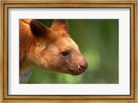 Framed Tree Kangaroo, Australia