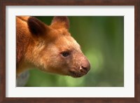 Framed Tree Kangaroo, Australia