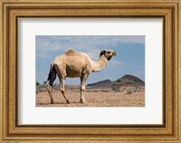 Framed Camel near Stuart Highway, Outback, Northern Territory, Australia