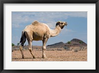 Framed Camel near Stuart Highway, Outback, Northern Territory, Australia