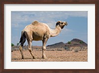 Framed Camel near Stuart Highway, Outback, Northern Territory, Australia