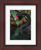 Framed Australia, Black Swan (Cygnus atratus)
