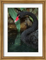 Framed Australia, Black Swan (Cygnus atratus)