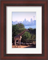 Framed Giraffe, Taronga Zoo, Sydney, Australia