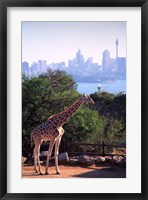 Framed Giraffe, Taronga Zoo, Sydney, Australia