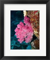 Framed Agincourt Reef, Great Barrier Reef, Queensland, Australia