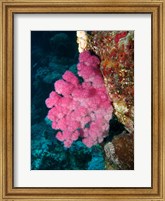 Framed Agincourt Reef, Great Barrier Reef, Queensland, Australia