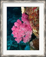 Framed Agincourt Reef, Great Barrier Reef, Queensland, Australia