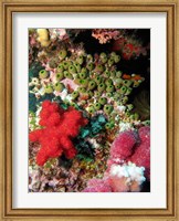 Framed Coral, Agincourt Reef, Great Barrier Reef, North Queensland, Australia