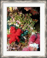 Framed Coral, Agincourt Reef, Great Barrier Reef, North Queensland, Australia