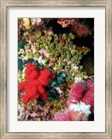 Framed Coral, Agincourt Reef, Great Barrier Reef, North Queensland, Australia