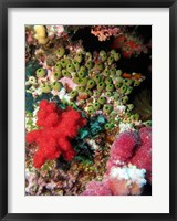 Framed Coral, Agincourt Reef, Great Barrier Reef, North Queensland, Australia