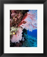 Framed Fan Coral, Agincourt Reef, Great Barrier Reef, North Queensland, Australia