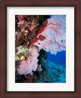 Framed Fan Coral, Agincourt Reef, Great Barrier Reef, North Queensland, Australia