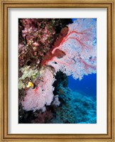 Framed Fan Coral, Agincourt Reef, Great Barrier Reef, North Queensland, Australia