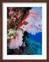 Framed Fan Coral, Agincourt Reef, Great Barrier Reef, North Queensland, Australia