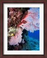 Framed Fan Coral, Agincourt Reef, Great Barrier Reef, North Queensland, Australia