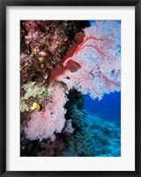 Framed Fan Coral, Agincourt Reef, Great Barrier Reef, North Queensland, Australia