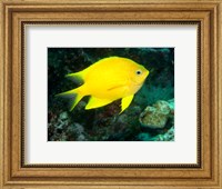 Framed Golden Damsel fish, Great Barrier Reef, Australia