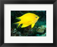 Framed Golden Damsel fish, Great Barrier Reef, Australia