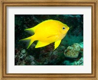 Framed Golden Damsel fish, Great Barrier Reef, Australia