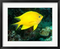 Framed Golden Damsel fish, Great Barrier Reef, Australia