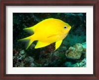 Framed Golden Damsel fish, Great Barrier Reef, Australia