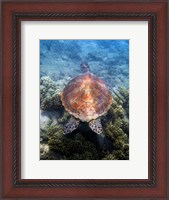 Framed Green Turtle, Low Isles, Great Barrier Reef, North Queensland, Australia