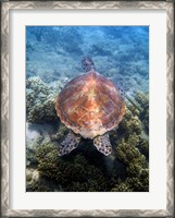 Framed Green Turtle, Low Isles, Great Barrier Reef, North Queensland, Australia