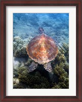 Framed Green Turtle, Low Isles, Great Barrier Reef, North Queensland, Australia