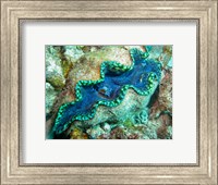 Framed Outlet Siphon, Giant Clam, Agincourt Reef, Great Barrier Reef, North Queensland, Australia