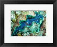 Framed Outlet Siphon, Giant Clam, Agincourt Reef, Great Barrier Reef, North Queensland, Australia