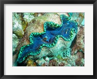 Framed Outlet Siphon, Giant Clam, Agincourt Reef, Great Barrier Reef, North Queensland, Australia