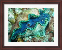 Framed Outlet Siphon, Giant Clam, Agincourt Reef, Great Barrier Reef, North Queensland, Australia