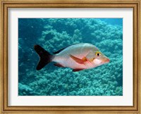 Framed Paddletail fish, Agincourt, Great Barrier Reef, Australia