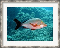 Framed Paddletail fish, Agincourt, Great Barrier Reef, Australia