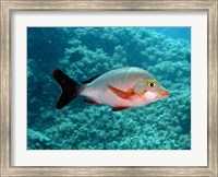 Framed Paddletail fish, Agincourt, Great Barrier Reef, Australia