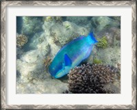 Framed Steephead Parrotfish, Great Barrier Reef, Australia