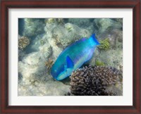 Framed Steephead Parrotfish, Great Barrier Reef, Australia