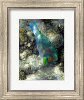 Framed Surf Parrotfish, Low Isles, Great Barrier Reef, Australia