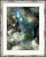 Framed Surf Parrotfish, Low Isles, Great Barrier Reef, Australia