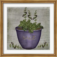 Framed Herb Sage